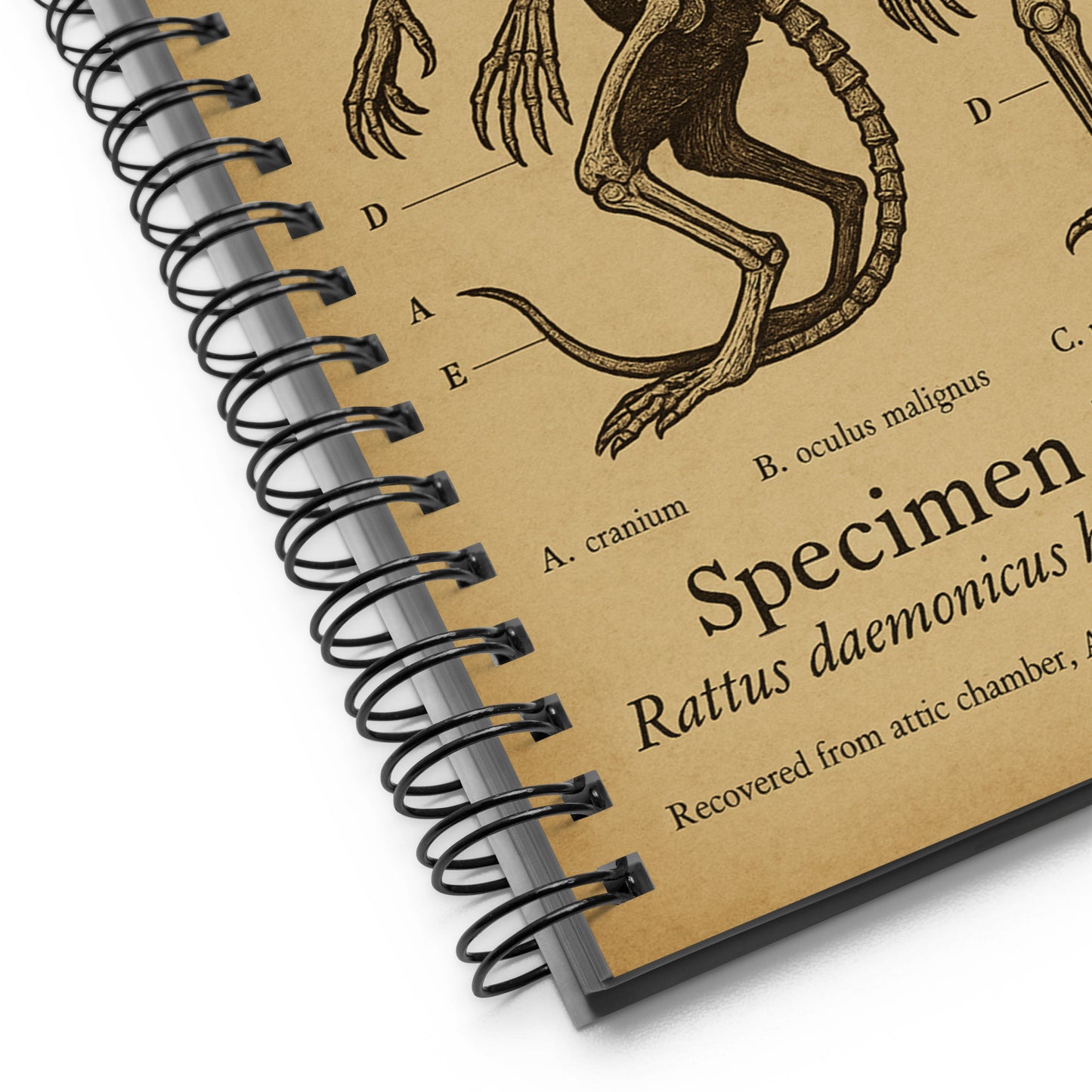 Anatomische Befunde: Brown Jenkin-Exemplar Nr. 17, Miskatonic Archive Spiralnotizbuch